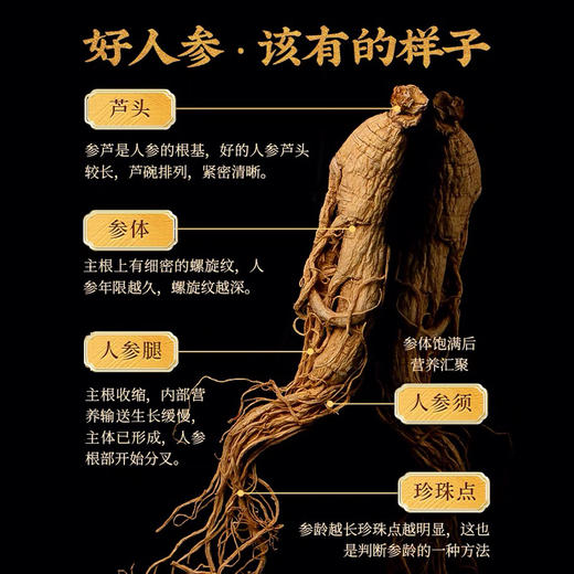 长白山参人参泡茶煲汤泡酒 商品图1