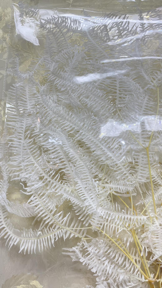 【干花】龙爪草 白色 约 10枝/扎 商品图2