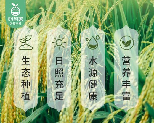 煮饭仔·霸稻香泰香米（5kg/包）生产日期: 1月 商品图3