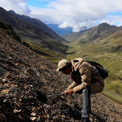 雪山野生贝母 商品图3