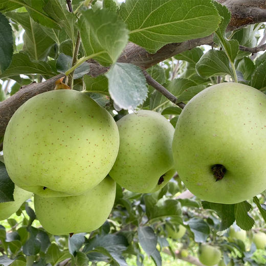 ✅  新疆青森王林青苹果，当季新品，时令鲜果 商品图1