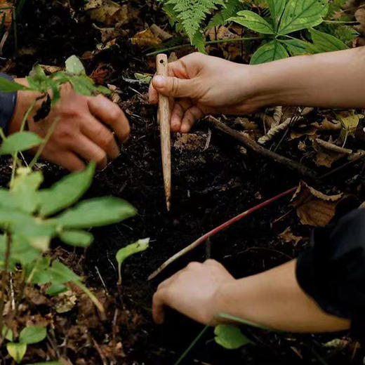 长白山参人参泡茶煲汤泡酒 商品图2