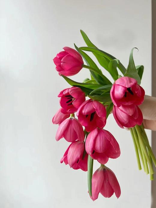 方德挚爱郁金香鲜切花9支 商品图2