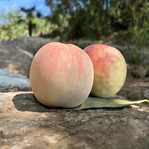 冬桃大果4.5斤左右（商） 商品图4