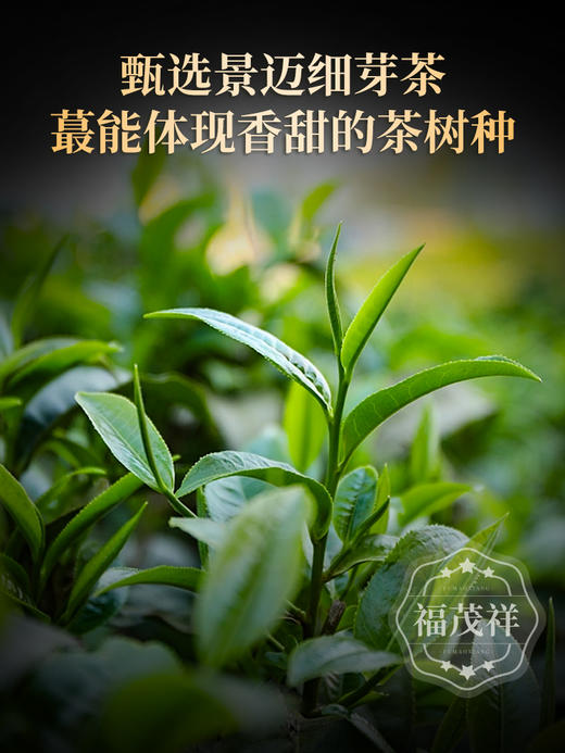 【景迈古树红茶】来自首座申遗茶山的古树红茶 可长期储存的红茶 2023年云南普洱茶区景迈山300古树红茶罐装200g 商品图2