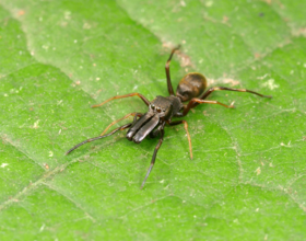 在叶片是休息的蜘蛛