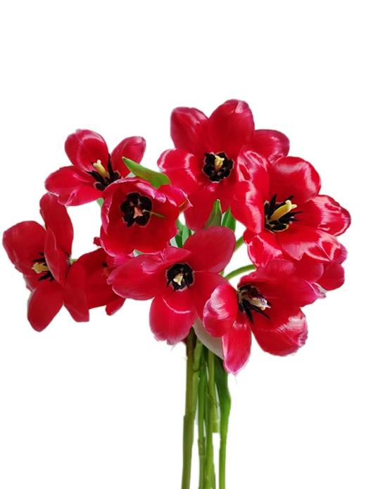 方德挚爱郁金香鲜切花9支 商品图4