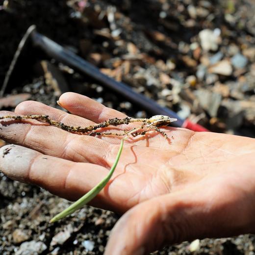 雪山野生贝母 商品图4