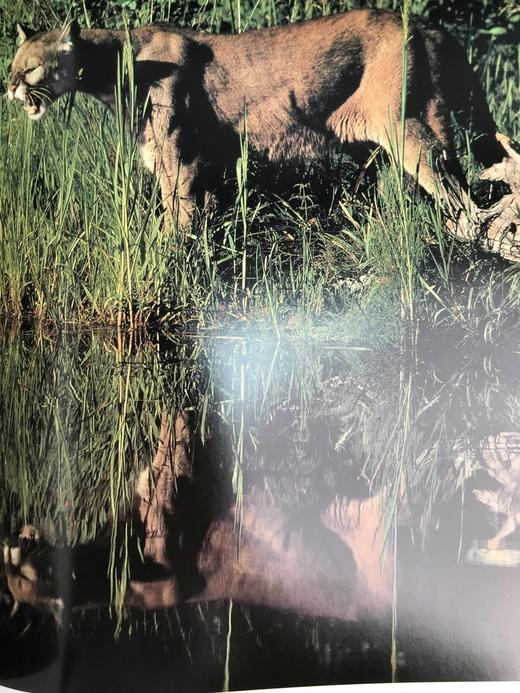 北美自然史 230余幅彩色插图 精装大16开 商品图10