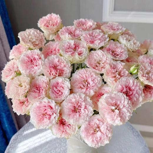 国产玫瑰-多头玫瑰-情迷罗拉-10支 商品图0