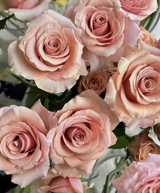 【福利秒杀】南粤推荐-莫泊  20枝/扎 商品图3