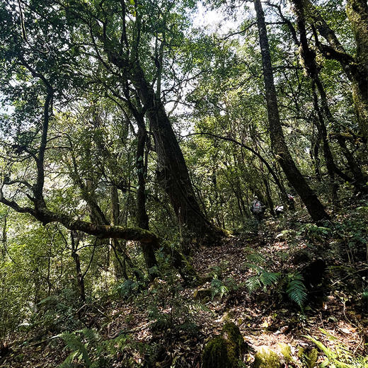 【限量加赠 汝窑杯】【积分兑换】【积分兑换价：460元+500积分】【古六大茶山】古寨春联合农科院出品官方指定用茶2022年头春头采生茶一套内含6饼一次喝遍古六大茶山品味古六大茶山魅力 商品图5