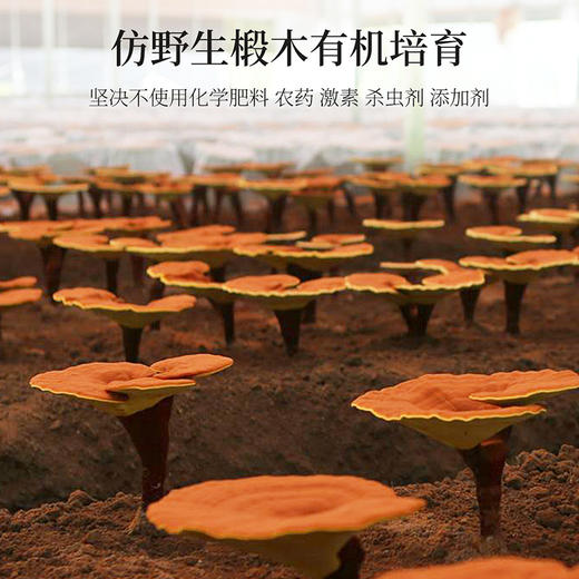 破壁灵芝孢子粉【60g (1.0g/袋x60)】 商品图4