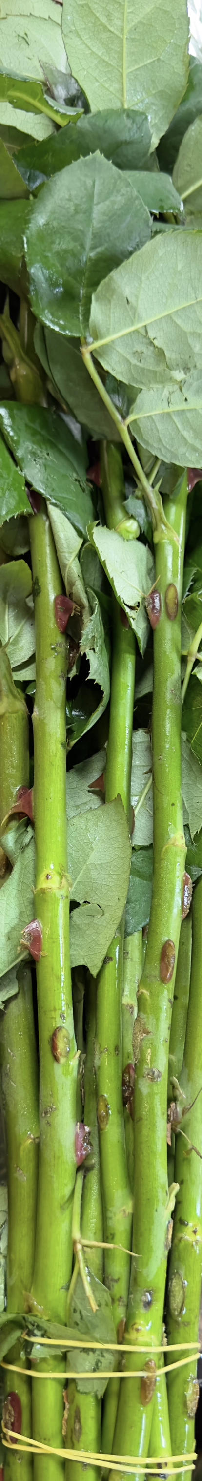 【福利秒杀】南粤推荐-莫泊  20枝/扎 商品图10