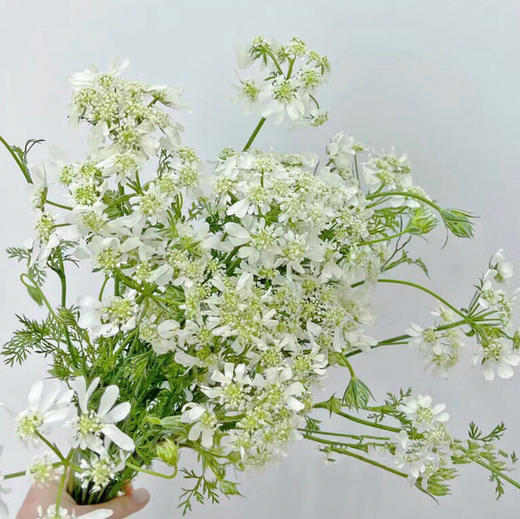 白飞香 商品图0