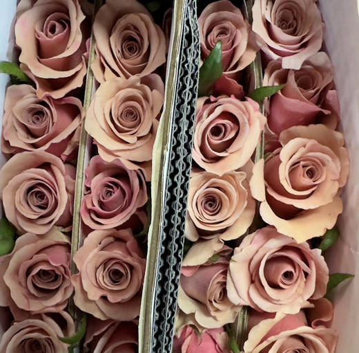 【福利秒杀】南粤推荐-莫泊  20枝/扎 商品图9