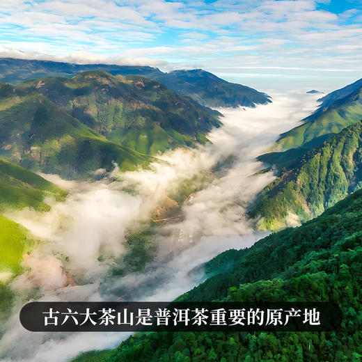 【限量加赠 汝窑杯】【积分兑换】【积分兑换价：460元+500积分】【古六大茶山】古寨春联合农科院出品官方指定用茶2022年头春头采生茶一套内含6饼一次喝遍古六大茶山品味古六大茶山魅力 商品图7