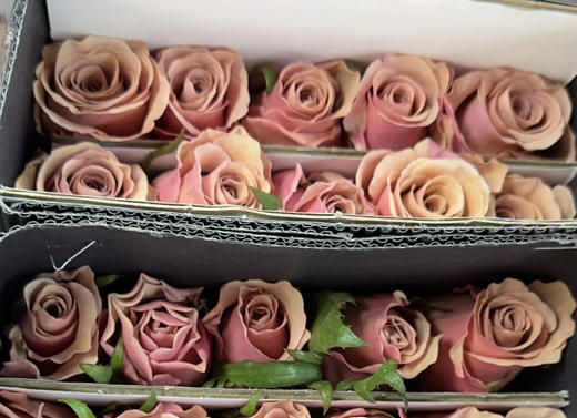 【福利秒杀】南粤推荐-莫泊  20枝/扎 商品图8