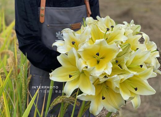 【买花的快乐源泉】AB级高原红玫瑰或随机玫瑰10支+黄天霸单头香水百合5支5朵+赞美诗单头亚百合3支3朵+橙色梦想亚百合6-8朵+送随机多头或随机单头康10支/份 商品图2