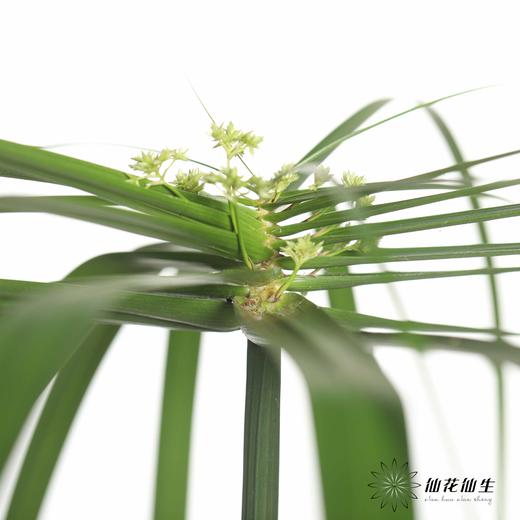 叶材 | 小雨伞 商品图4