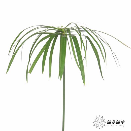 叶材 | 小雨伞 商品图2