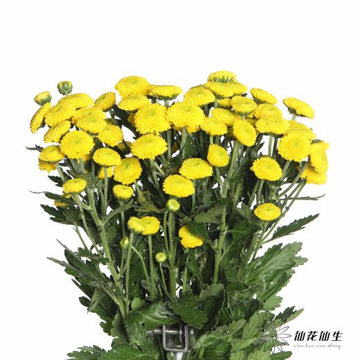 小菊 | 卡酷 商品图1