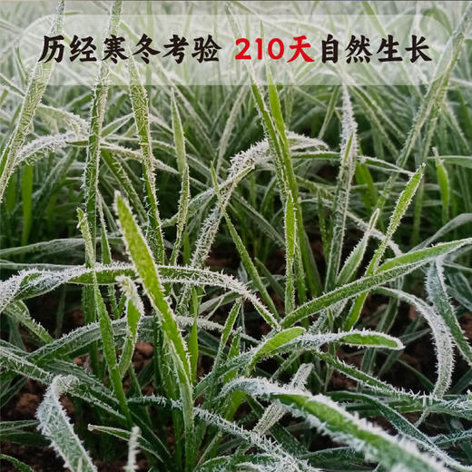 【乡村振兴结伴同行】石磨面粉 商品图5