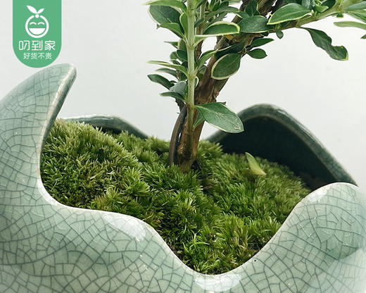 月亮湾飘枝六月雪盆栽/1盆（陶瓷盆+底座） 商品图2