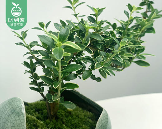 月亮湾飘枝六月雪盆栽/1盆（陶瓷盆+底座） 商品图1