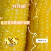 当季采摘❗️一年只卖一次❗️敖汉旗非转基因“香糯玉米”🌽【蒙谷阳光敖汉玉米】软糯爆浆😋 商品缩略图1