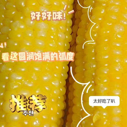当季采摘❗️一年只卖一次❗️敖汉旗非转基因“香糯玉米”🌽【蒙谷阳光敖汉玉米】软糯爆浆😋 商品图1