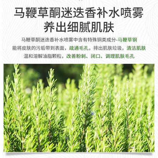【德德维芙马迷纯露】马鞭草酮迷迭香纯露补水闭口粉刺缩毛孔纯露 商品图3