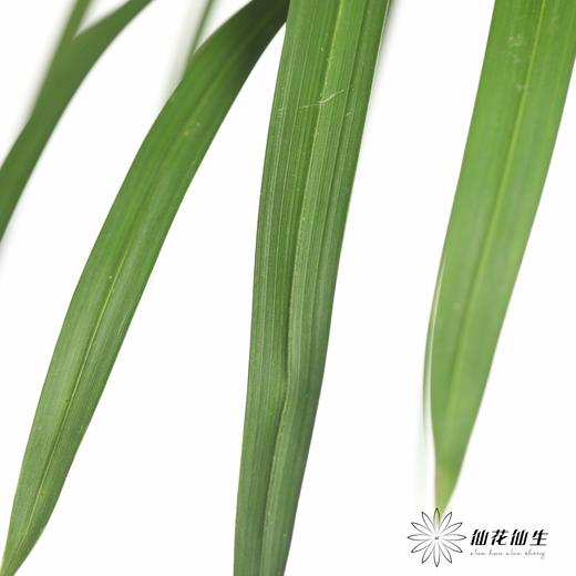 叶材 | 小雨伞 商品图1