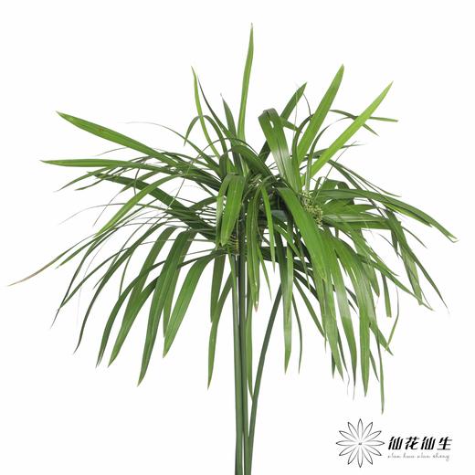 叶材 | 小雨伞 商品图0