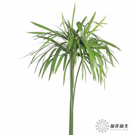 叶材 | 小雨伞 商品图5