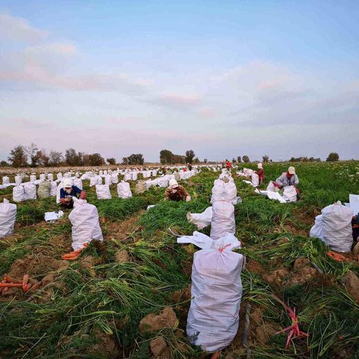 新疆NFC鲜榨胡萝卜汁245ml/瓶 *10瓶 新疆特产 新疆美食 商品图3