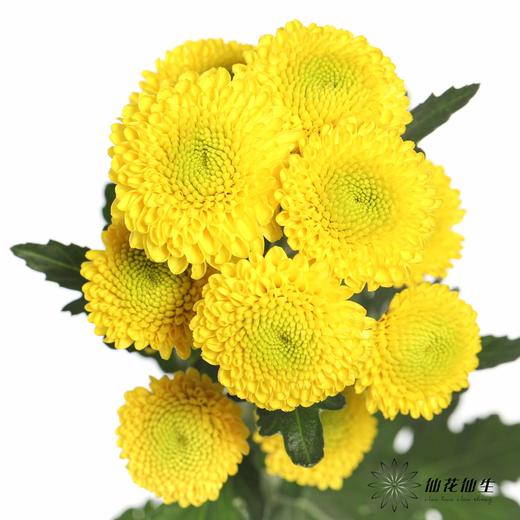 小菊 | 卡酷 商品图3