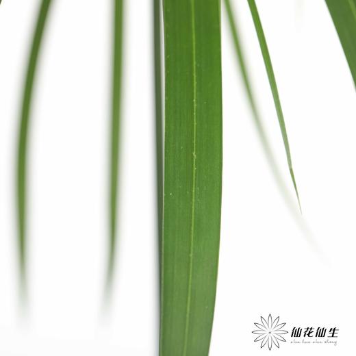 叶材 | 小雨伞 商品图3