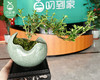 月亮湾飘枝六月雪盆栽/1盆（陶瓷盆+底座） 商品缩略图3