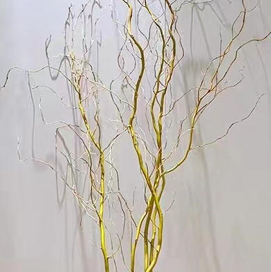 黄金龙柳 商品图0