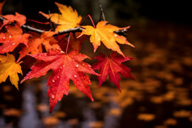 最适合泡脚的几种药，天凉赶紧用起来！