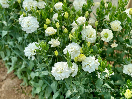 【超大份量洋桔梗】一束约40朵/份 随机至少3个品种 商品图8