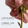 艾米莉特玫瑰眼部精华油 商品缩略图4