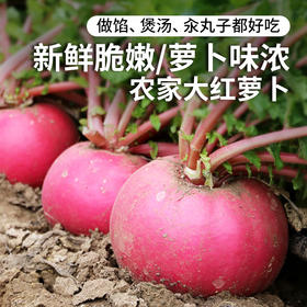 密云农家大红萝卜400g  清新爽口   新鲜脆嫩  煮汤丸子做馅皆可  大萝卜