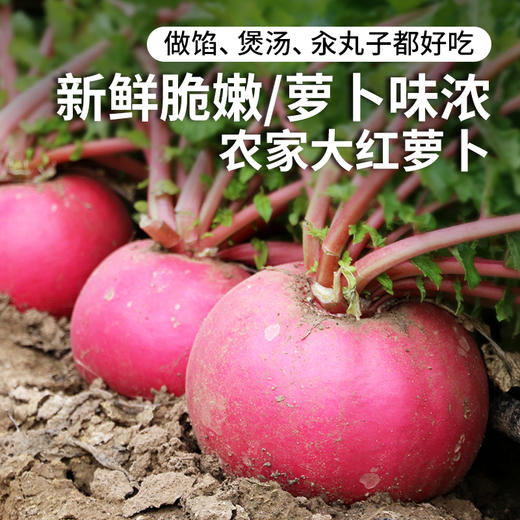 密云农家大红萝卜400g  清新爽口   新鲜脆嫩  煮汤丸子做馅皆可  大萝卜 商品图0