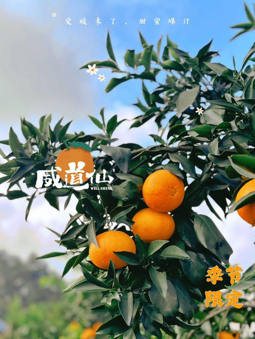 定制果园，让果子要有甜度，也要有果味儿，纯甜无酸，化渣爆汁每一颗爱媛果冻橙，满满的汁水，满满的维C，入口细腻，酸甜爽口爆汁
这个秋天一定不能错过的爱媛橙，净重7斤 商品图1