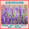 玉衡仿野生丹参粉 道地丹参打粉 超细粉 参味浓郁 养生茶128g 商品缩略图2