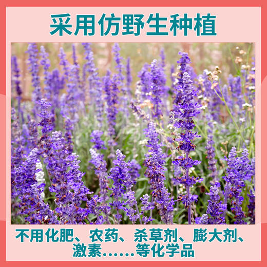 玉衡仿野生丹参粉 道地丹参打粉 超细粉 参味浓郁 养生茶128g 商品图2