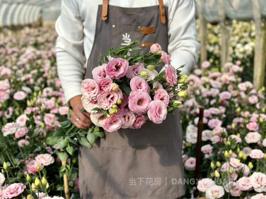 【超大份量洋桔梗】一束约40朵/份 随机至少3个品种 商品图4