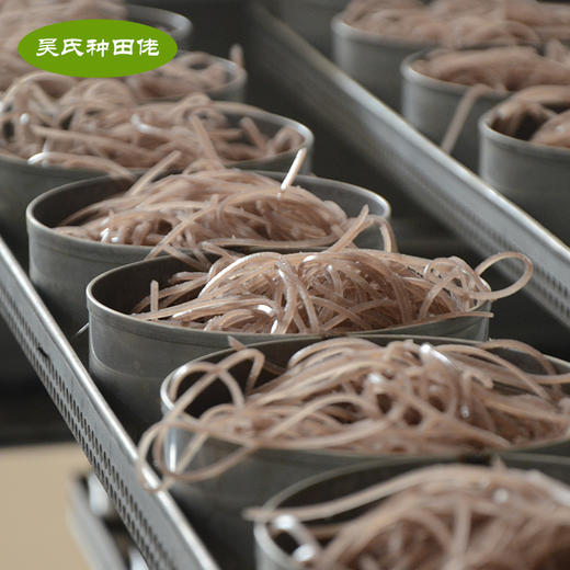 【龙游好物】吴氏种田佬250g 红薯粉丝 商品图2